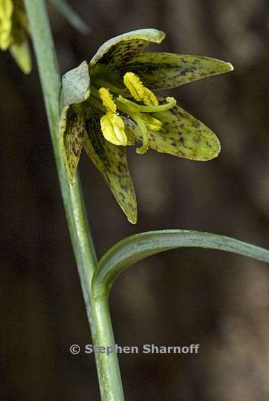 fritillaria micrantha 1 graphic